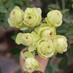 Lovely Green (Лавли Грин)